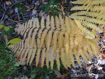 Autumn fronds